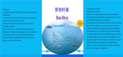 Bacillus