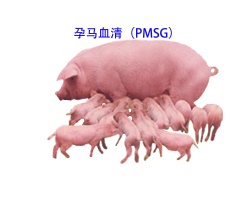 PMSG