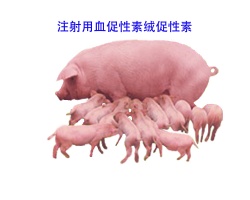 Chorionic Gonadotrophin INJ.