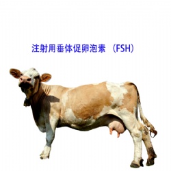 Pituitary follicle stimulating hormone INJ. (FSH)